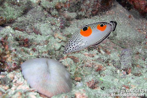 Labride pagliaccio (Coris aygula)