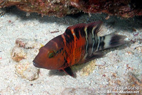 Tordo  fasciato tropicale (Cheilinus fasciatus)