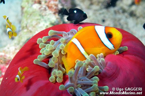 Pesce pagliaccio (Amphiprion bicinctus)