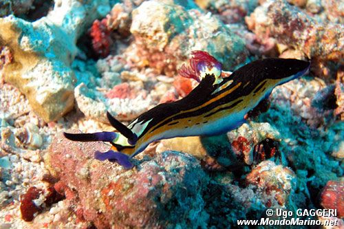 Nudibranchio (Nembrotha megalocera)