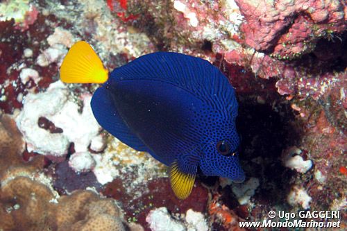 Chirurgo coda gialla (Zebrasoma xanthurum)