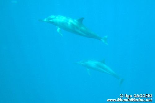 Stenella dal lungo rostro (Stenella longirostris)