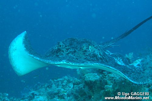 Trigone (Taeniura n.d.)