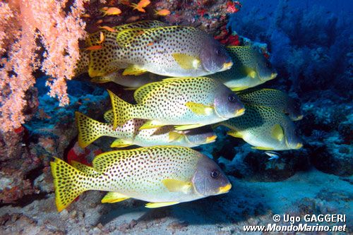 Gaterino tropicale (Plectorhinchus gaterinus)