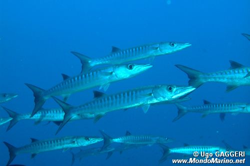 Barracuda pinna nera (Sphyraena qenie)