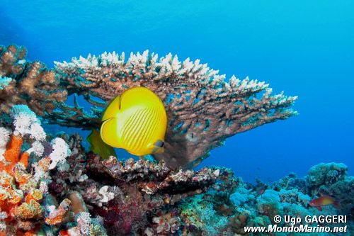 Pesce farfalla semimascherato (Chaetodon semilarvatus)
