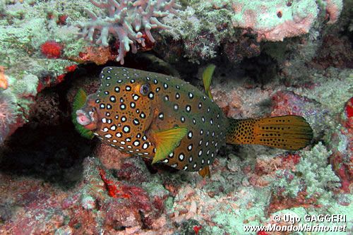Pesce scatola cubo (Ostracion cubicus)