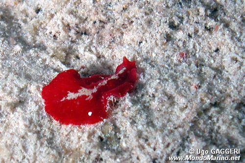 Verme piatto (n.d. n.d.)