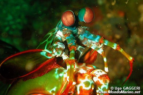 Squilla arcobaleno (Odontactylus scyllarus)