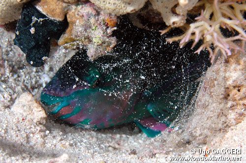 Pesce pappagallo (Scarus n.d.)