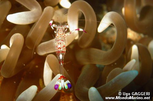 Crostaceo (Periclimenes tosaensis)