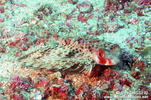 Pesce civetta (Dactyloptena orientalis)