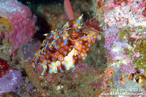 Pesce scatola (Ostracion meleagris)