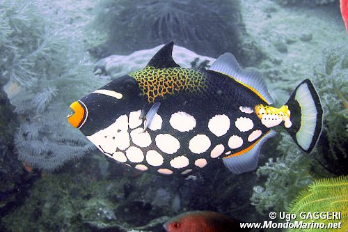 Pesce balestra clown (Balistoides conspicillum)
