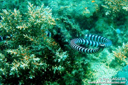 Serpente di mare (Laticauda colubrina)