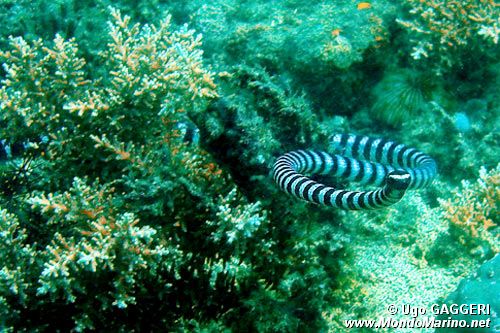 Serpente di mare (Laticauda colubrina)