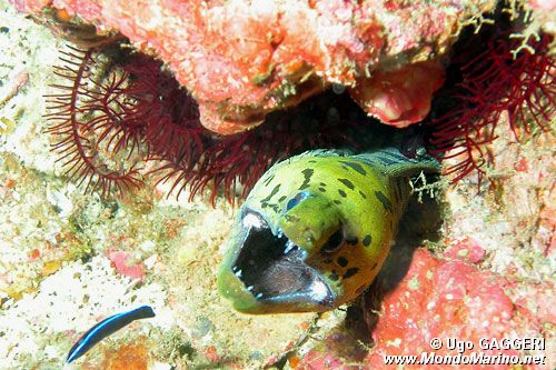 Murena frangiata (Gymnothorax fimbriatus)