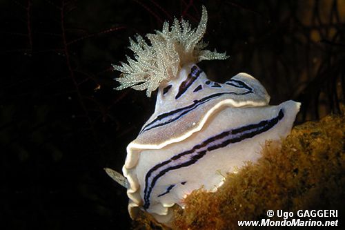 Chromodoris willani (Chromodoris willani)