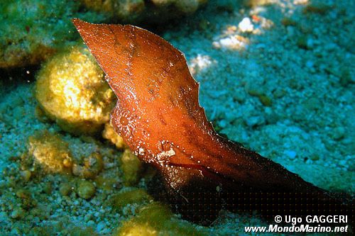 Pesce foglia (Ablabys macracanthus)