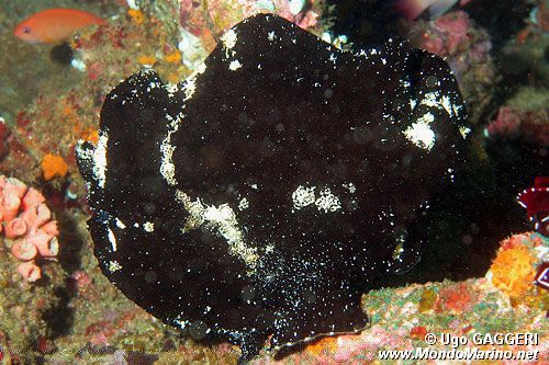 Pesce rana gigante (Antennarius commersoni)