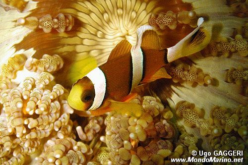 Pesce pagliaccio a tre bande (Amphiprion percula)