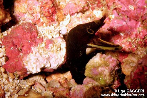 Murena a nastro (Rhinomuraena quaesita)