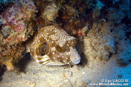 Pesce palla striato (Arothron manilensis)