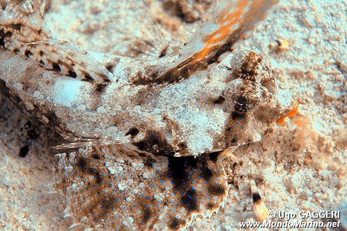 Dragonetto con le dita (Dactylopus dactylopus)