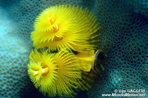 Anellide albero di natale (Spirobranchus sp.)