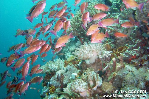 Anthias (Pseudoanthias n.p.)