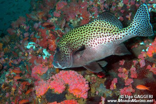 Gaterino arlecchino (Plectorhinchus chaetodonoides)