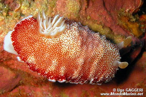 Nudibranchio (Chromodoris reticulata)