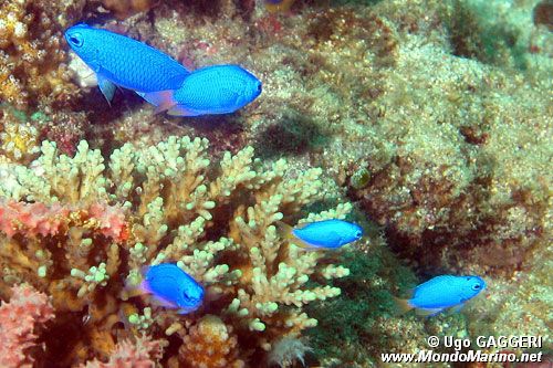 Damigella (Pomacentrus coelestis)