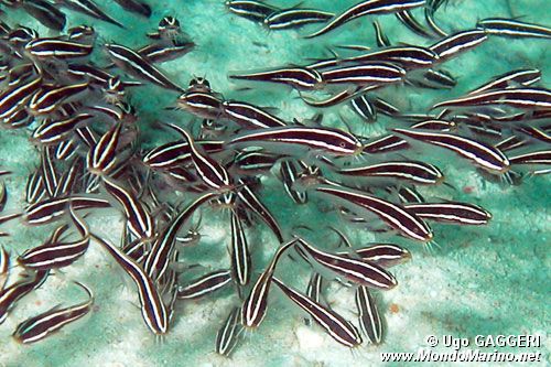 Pesce gatto di mare (Plotosus lineatus)