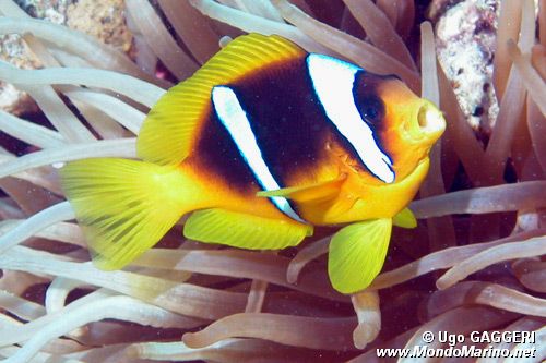 Pesce pagliaccio (Amphiprion bicinctus)