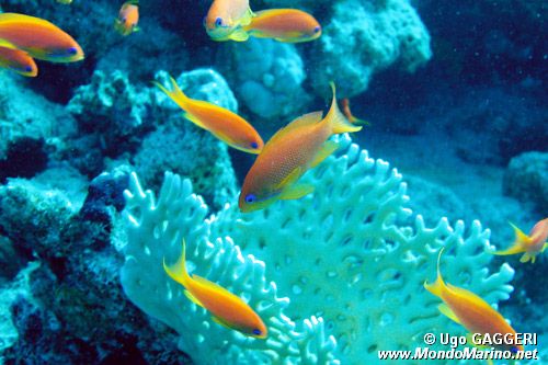 Castagnola  tropicale (Pseudanthias squamipinnis)