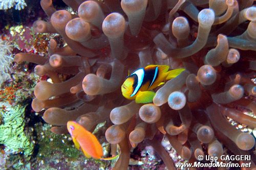 Pesce pagliaccio (Amphiprion bicinctus)