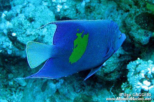 Pesce angelo maculato (Pomacanthus maculosus)