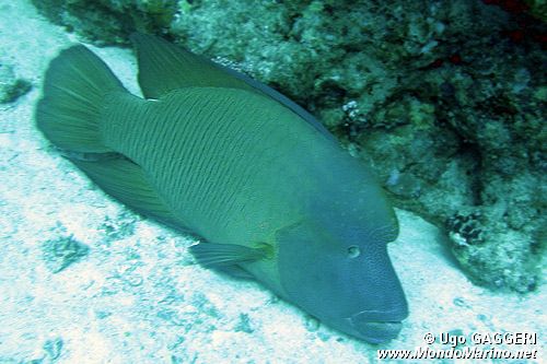 Pesce napoleone (Cheilinus undulatus)
