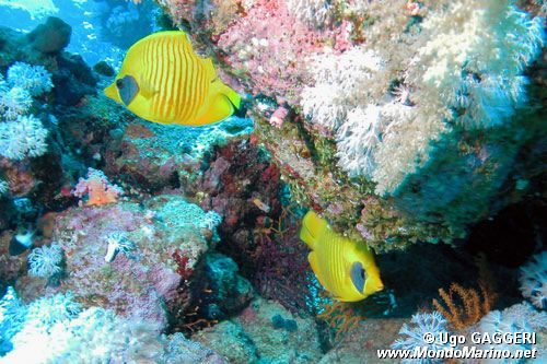 Pesce farfalla semimascherato (Chaetodon semilarvatus)