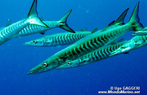 Barracuda pinna nera (Sphyraena qenie)