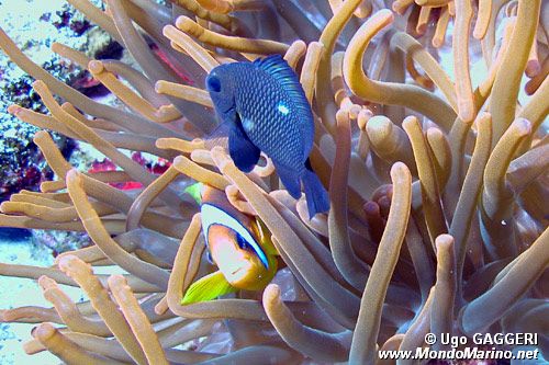 Pesce pagliaccio (Amphiprion bicinctus)