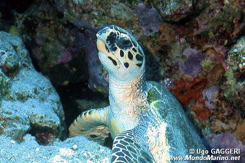 Tartaruga (Eretmochelys imbricata)