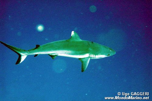 Squalo coda nera (Carcharinus wheeleri)