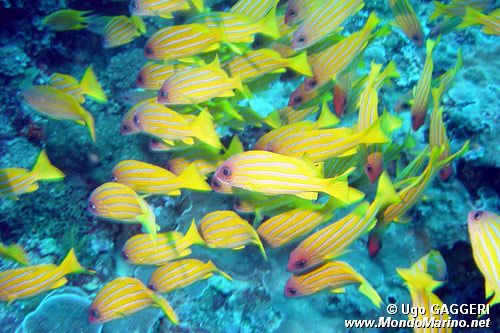 Lutiano a righe gialle (Lutjanus kasmira)