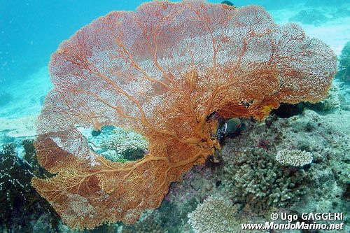 Pesce farfalla dal collare (Chaetodon collare)