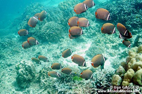 Pesce farfalla dal collare (Chaetodon collare)