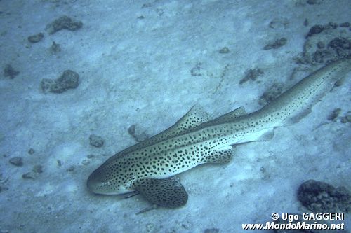 Squalo leopardo (Stegostoma fasciatum)