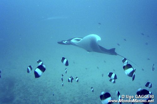 Pesce farfalla piramide nero (Hemitaurichthys zoster)