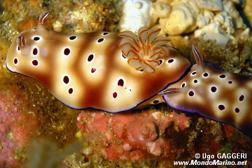 Risbecia (Risbecia tryoni)